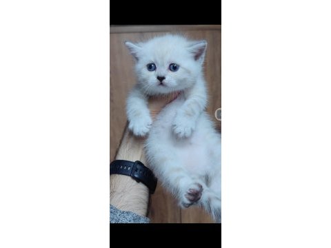 British shorthair kedisi