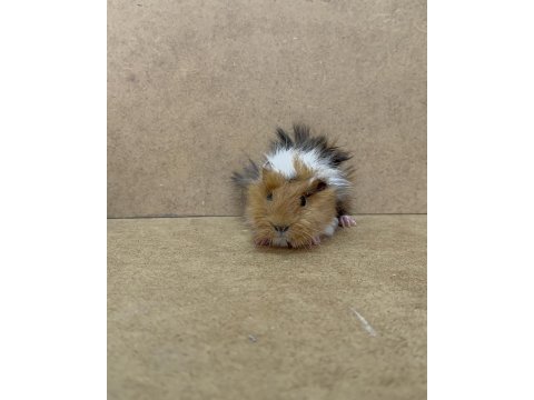 Ginepig yavru gün içi gönderim sağlanmakta