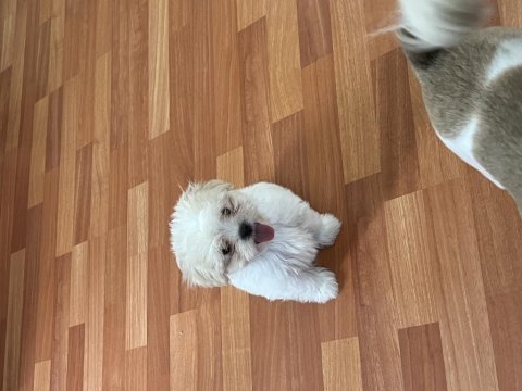 Shih tzu yeni aile arıyoruz