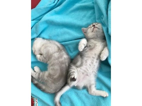 3 aylık yavru british shorthair