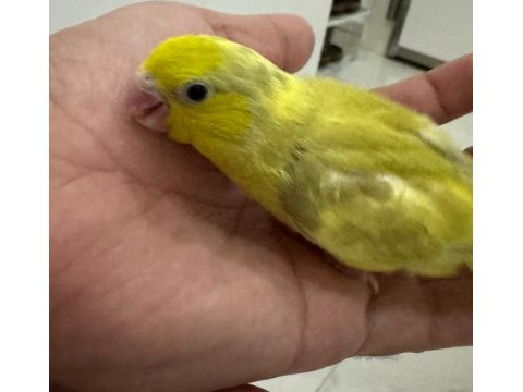 Yeme yeni düşen forpus yavrular kalite