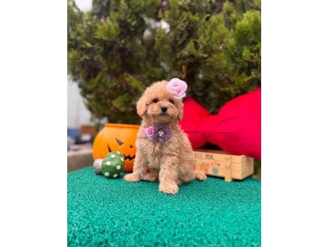 Güzel yüzlü bol tüylü antialerjik maltipoo bebekler 