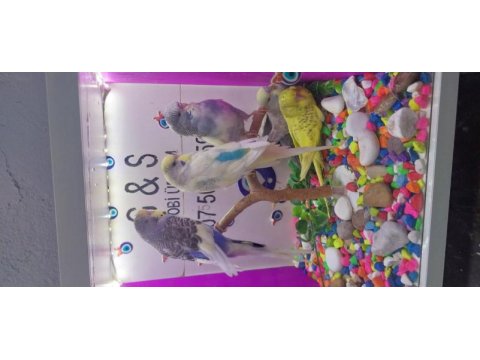 30 35 günlük bebek muhabbet kuşu yavruları