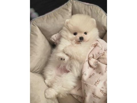 Kar beyazı pomeranian bebeklerimiz sizlerle