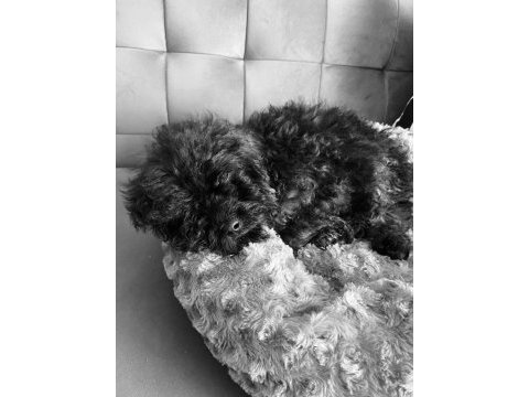 Maltipoo evcil oyuncu köpeğimiz