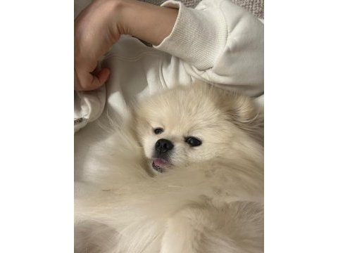 Pomeranian eş bulma ilanıdır