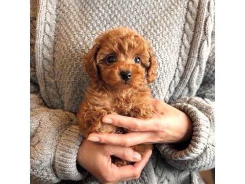 Toy poodle ırk garantili yavrular