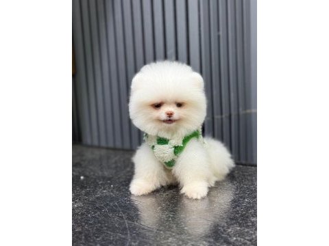 Sağlık ve ırk garantili pomeranian
