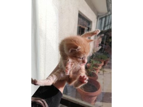 1 bucuk aylık sarman erkek