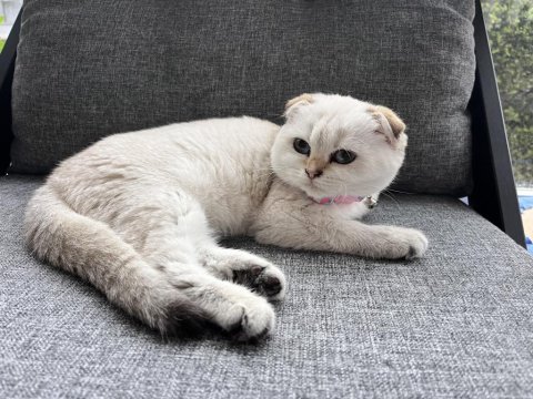 Akıllı uysal scottish fold