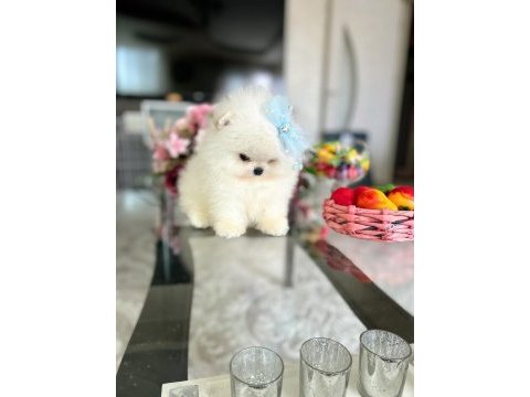 3 efsane sıfır burun pomeranian prensesler
