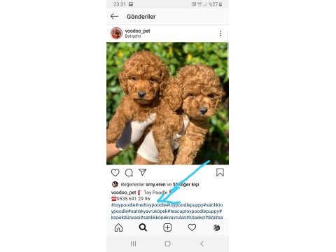 Red toy poodle yavru