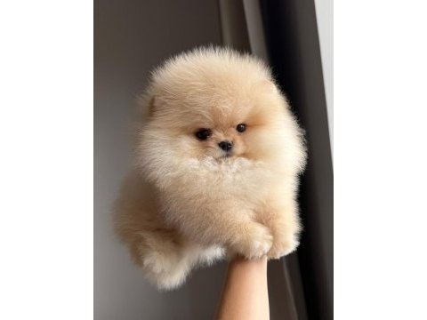 Ayı surat orange pomeranian