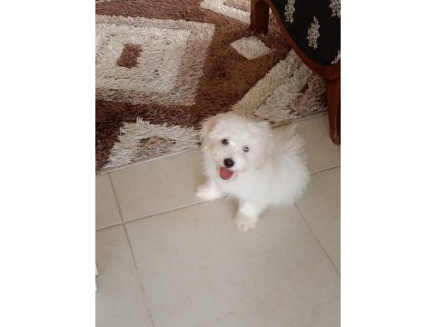 3 aylık erkek yavru köpeğimiz