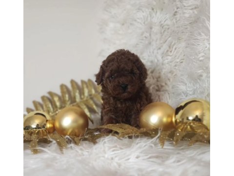A kalite tüy dökmeyen toy poodle köpeği