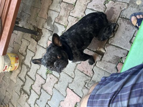 Akıl küpü bulldog köpeğimiz
