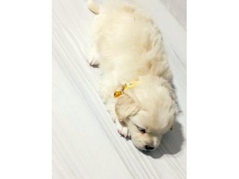 Yavrular yeni yuvalarını arıyor terrier