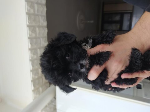 03.03.2023 doğum tarihli safkan yavrular morkie