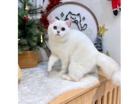 British shorthair dişi