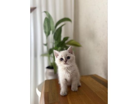 Bebek yüz british shorthair 