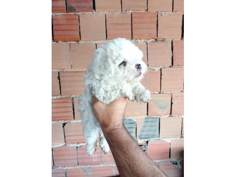 Kar beyaz maltipoo yavrular
