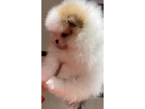 2 aylık dişi pomeranian yavru