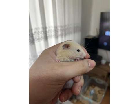 Yavru yetişkin suriye hamsterı