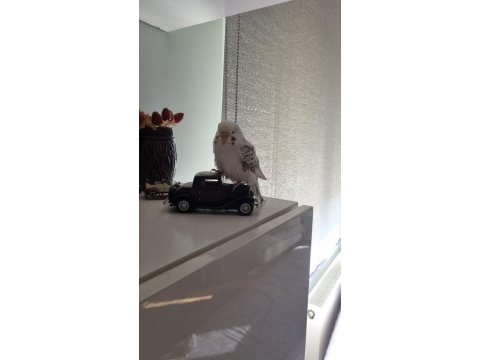 Albino yavru muhabbet kuşu