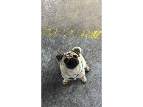 Yetiskin erkek pug mops