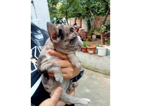 Merley french bulldog yavrular kalite