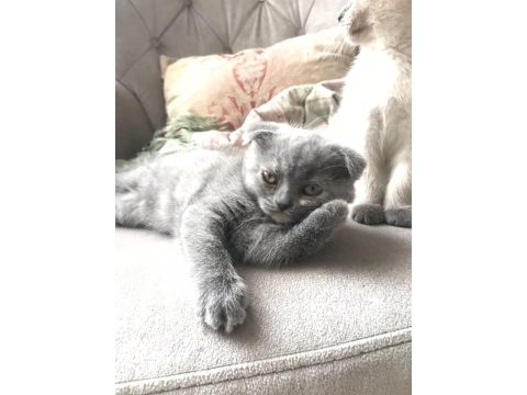 Scottish fold yavrularımıza ömürlük yuva ariyoruz