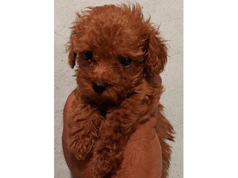 O bir prenses poodle