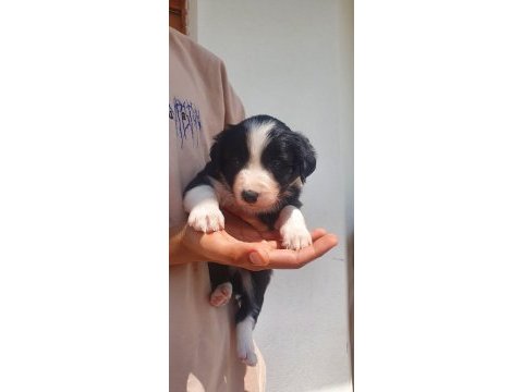Border collie erkek