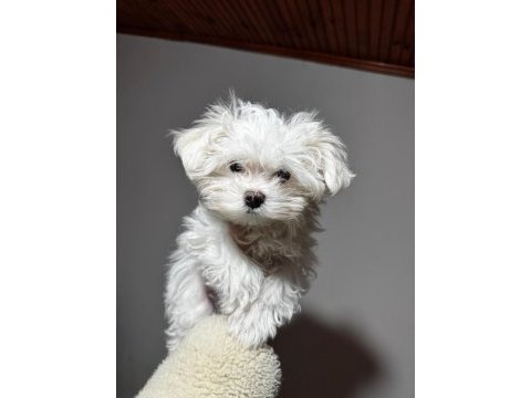 Üst sınıf maltese terrier yavrumuz