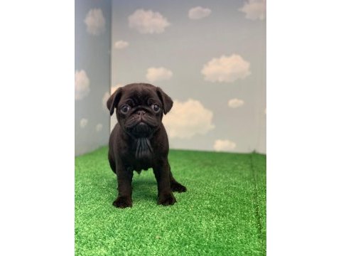 Gül kuyruk safkan siyah dişi ve erkek pug yavrular