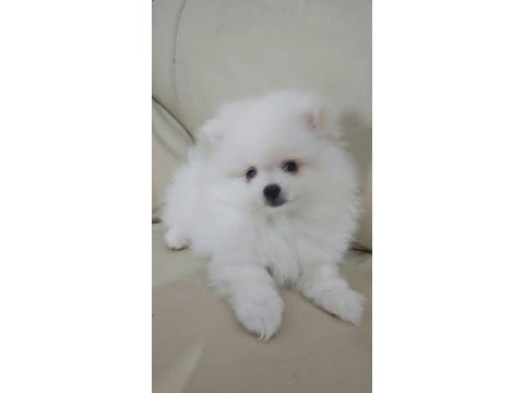 Bembeyaz pomeranian yavrular
