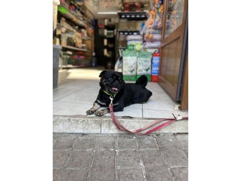 Egzotik pug üretmek isteyenlere kaçırılmayacak fırsat