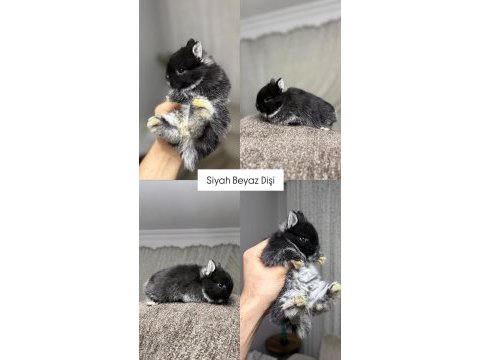 Holanda lop mini lop cüce tavsan yavrulari gonderim var