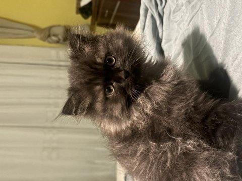 Siyah ve british longhair