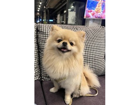 Minyatür pomeranian wc eğitimli uyumlu uysal