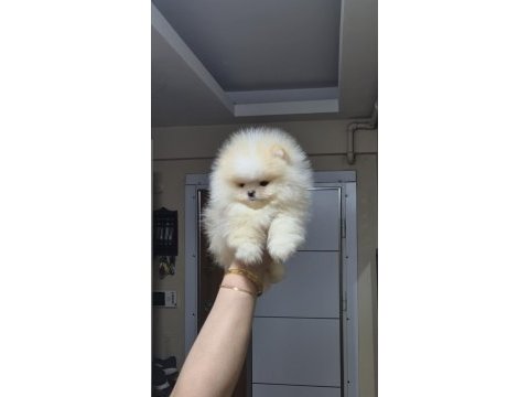 Üst kalite teacup ayıcık surat pomeranian boo erkek