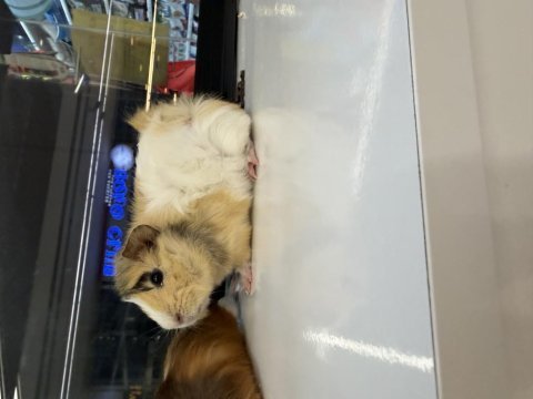 Ginepig yavruları citypetshop