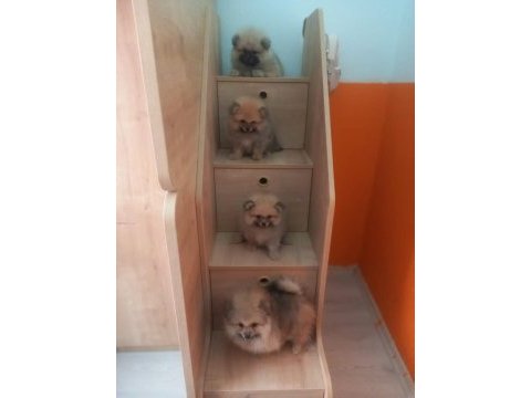 İzmir'de uygun pomeranian boo yavrular