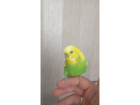 Konusan erkek muhabbet kusu