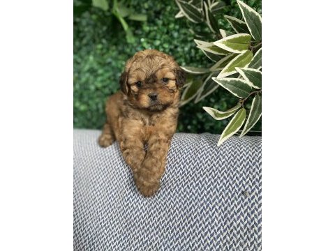 Tatlı mı tatlı maltipoo yavruları