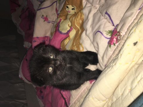 Çok zeki ve uysal scottish fold