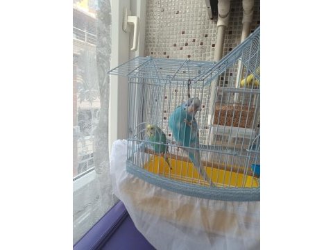 2 çift muhabbet kuşu 3 kafes acil satılık