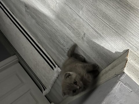 Scottish fold yavru