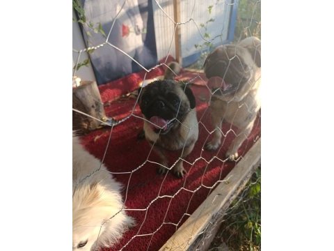 Safkan pug mops dişi erkek