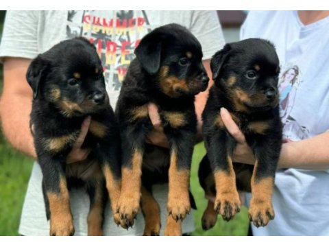 Rottweiler yavrularımız